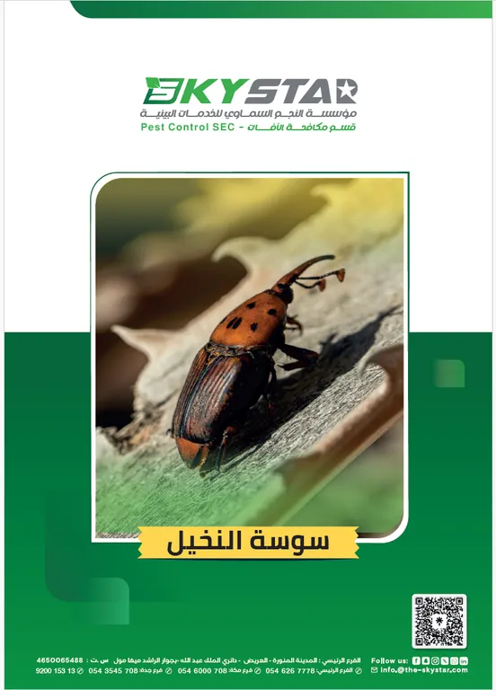 Controlling the red palm weevil in farms, rest areas, and homes